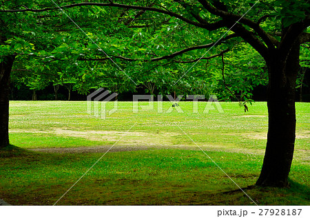 新緑の公園 27928187