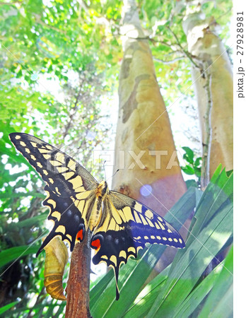 アゲハの旅立ち アゲハの旅立ち 27928981