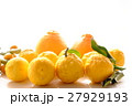 柑橘類 27929193