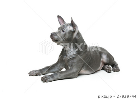 Thai ridgeback puppy 27929744