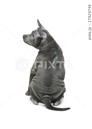 Thai ridgeback puppy 27929746
