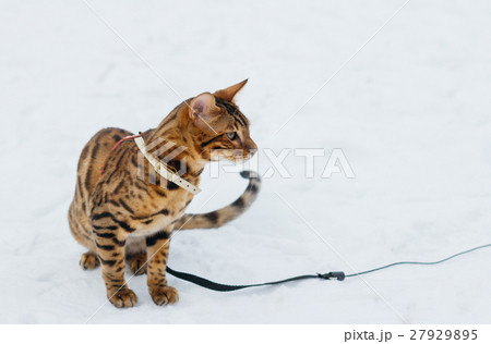 Bengal cat on winter background. 27929895