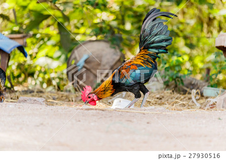 Beautiful Rooster (Male Chicken)  27930516