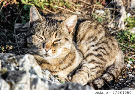 Domestic cat posing in outdoors Domestic cat posing in outdoors 27931660