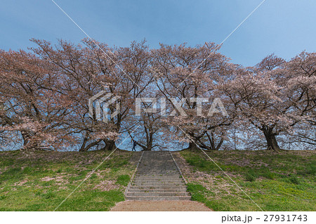 Father raise up child in the sakura garden. Father raise up child in the sakura garden. 27931743