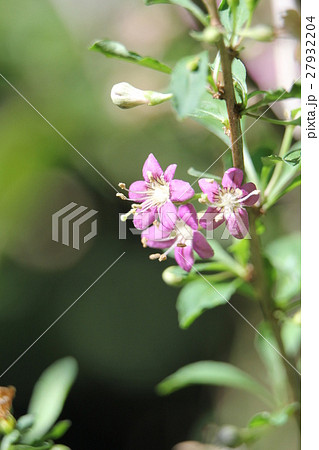 クコ クコ 27932204