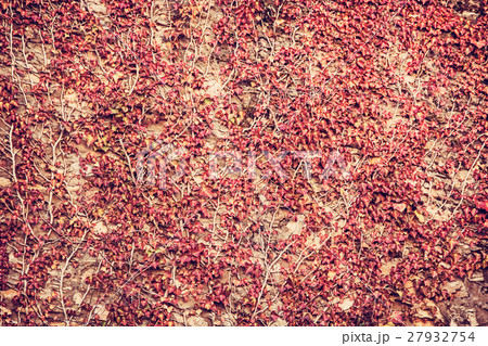 Wall overgrown with ivy plant, photo filter 27932754