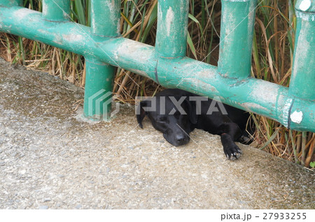 台湾のノラ犬 台湾のノラ犬 27933255