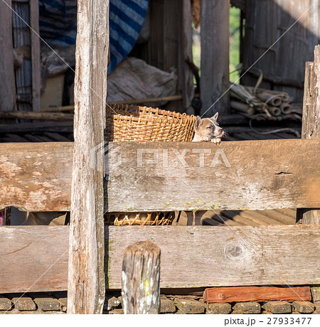 Puppy standing hold on wood fence looking Puppy standing hold on wood fence looking 27933477