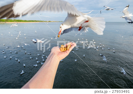 Hand feeding pork snack with seagulls 27933491