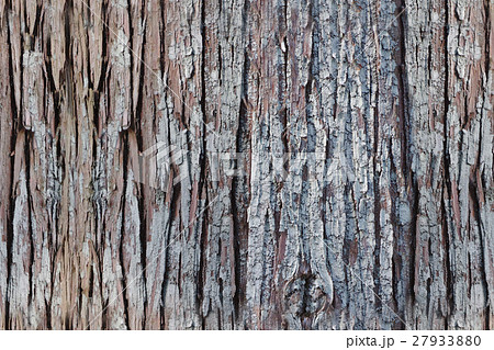 杉の木の皮 テクスチャ素材用に縦横方向にシームレス加工済み 継目無し 縦横方向にループ の写真素材