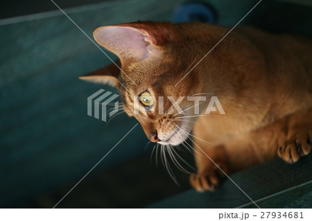 young abyssinian cat sitting on stairs young abyssinian cat sitting on stairs 27934681
