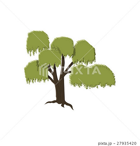 willow tree isolated on white 27935420