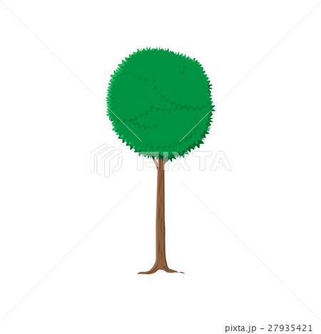 ash tree isolated on white 27935421