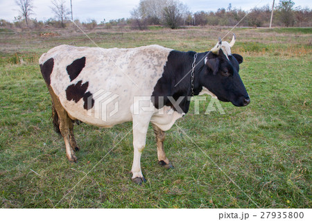 black and white cow grazing on the green grass 27935800