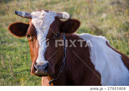 young bull grazing on the green grass young bull grazing on the green grass 27935808