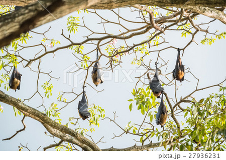 Indian flying fox 27936231