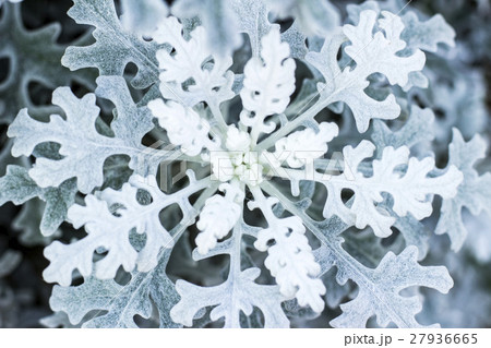 雪の結晶のようなシロタエギク 27936665