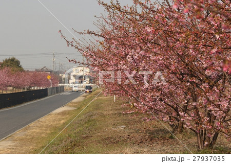 河津桜の並木道 27937035