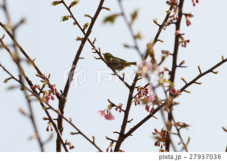 河津桜つぼみとメジロ 27937036