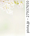 桜 27937650