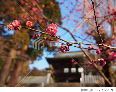 筑波山神社 梅 筑波山神社 梅 27937719