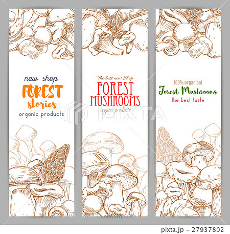 Mushroom sketch for autumn forest banner 27937802