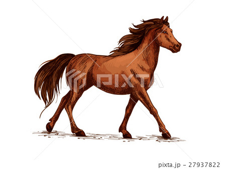 Horse or stallion, mustang running sketch 27937822