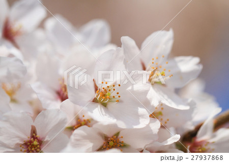 桜の花 アップの写真素材