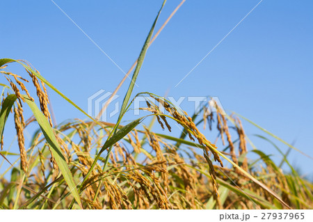 nature nature 27937965