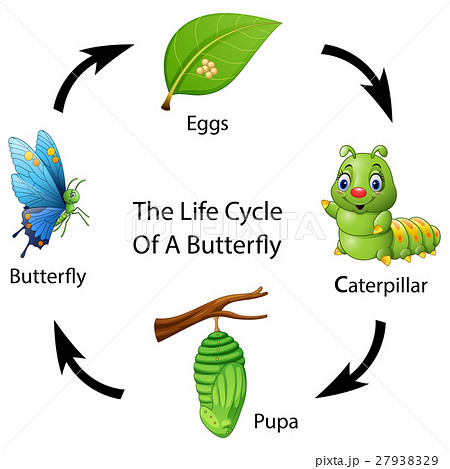 The Life Cycle Of A Butterflyのイラスト素材 27938329 Pixta