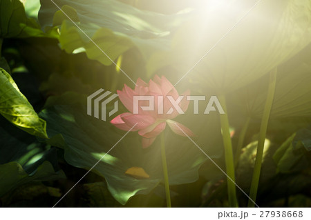 蓮の花 蓮の花 27938668