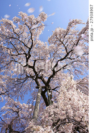 三春の滝桜（福島・三春町） 27938907