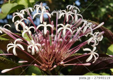 クレロデンドルム・クアドりㇿクワレ( クレロデンドルム・クアドりㇿクワレ( 27940119