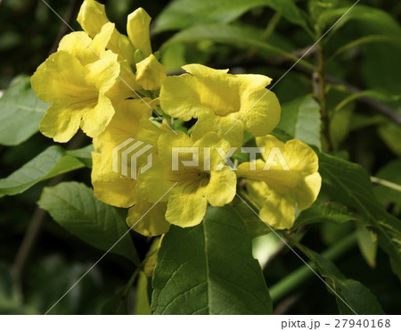 黄色花　ラツパ状咲 27940168