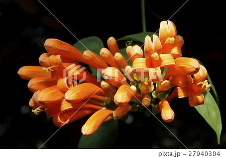 カエンカズラ 花オレンジ色 01 カエンカズラ 花オレンジ色 01 27940304