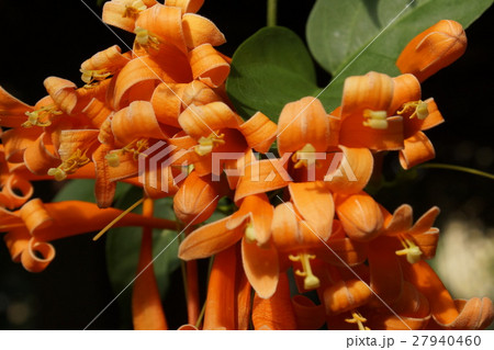 カエンカズラ　花橙色 27940460