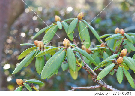 シャクナゲの蕾 シャクナゲの蕾 27940904