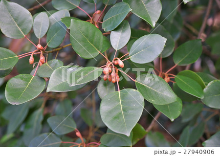 シャクナゲモドキの蕾 シャクナゲモドキの蕾 27940906