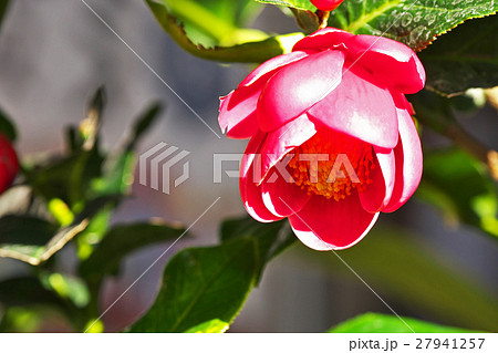 ハイドゥンツバキ ハイドゥンツバキ 27941257