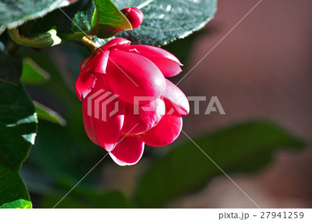 ハイドゥンツバキ ハイドゥンツバキ 27941259