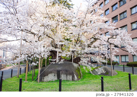 石割桜 盛岡地方裁判所 石割桜 盛岡地方裁判所 27941320