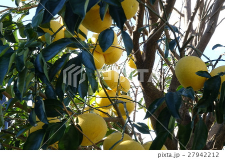 グレープフルーツの木の写真素材