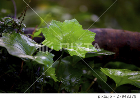陽明山 台湾 台北 27943279