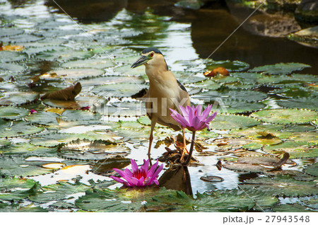 ゴイサギ 五位鷺 ごいさぎ 27943548