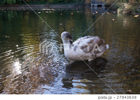 Canadian geese 27943639