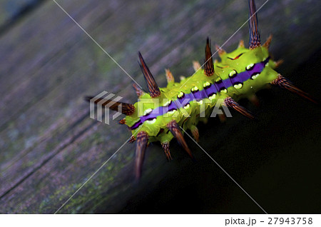 昆虫 虫 蟲 27943758