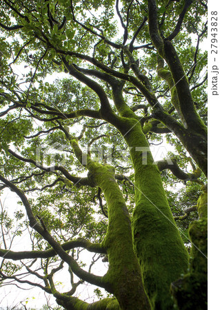 陽明山 台湾 台北 27943828