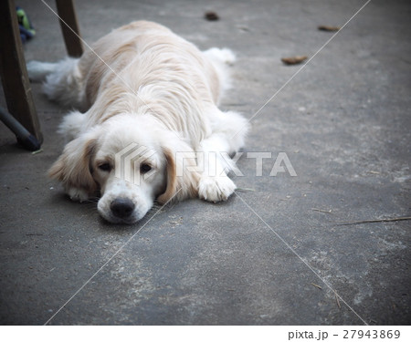lovely funny white cute fat compact size young dog lovely funny white cute fat compact size young dog 27943869