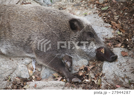 いのしし 27944287